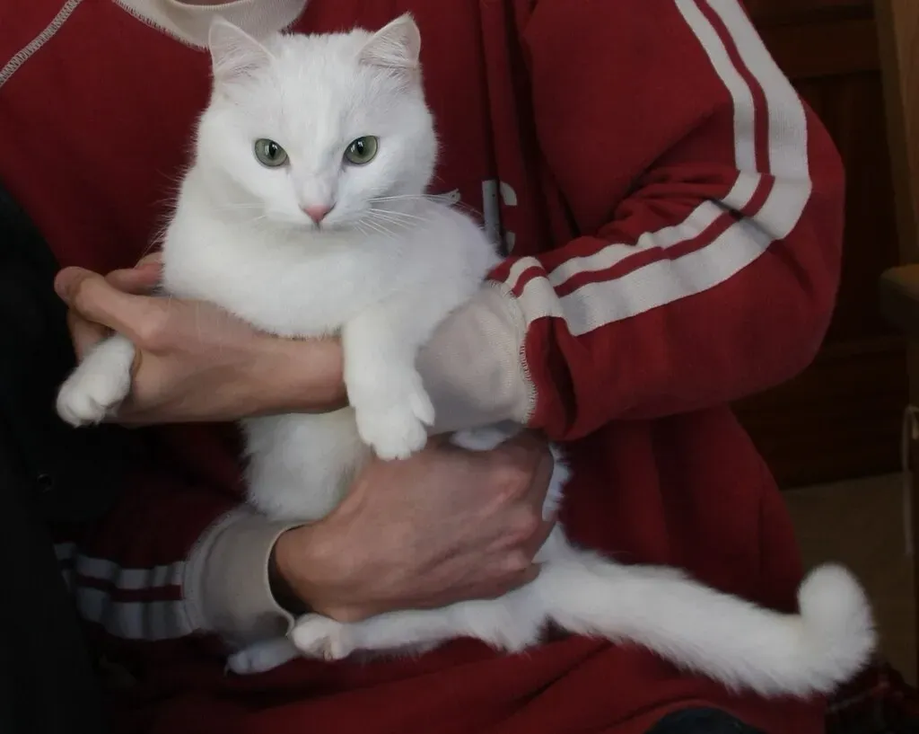 Leo Owner and Leo Cat: Battle for the Throne (Image Credits: Flickr)