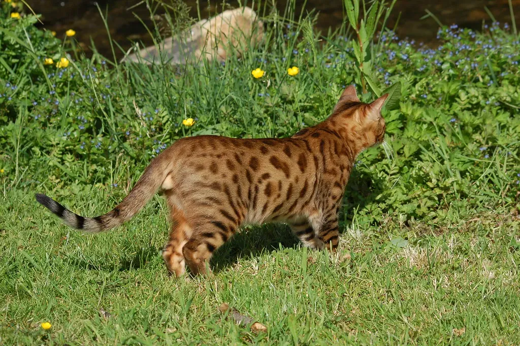 9. Bengal: The Wild Explorer (Image Credits: Flickr)