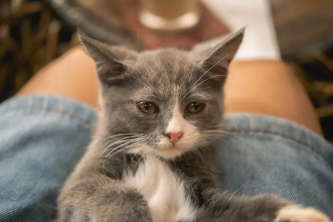 Conclusion: Your Perfect Lap Warmer Is Out There (Image Credits: Unsplash)