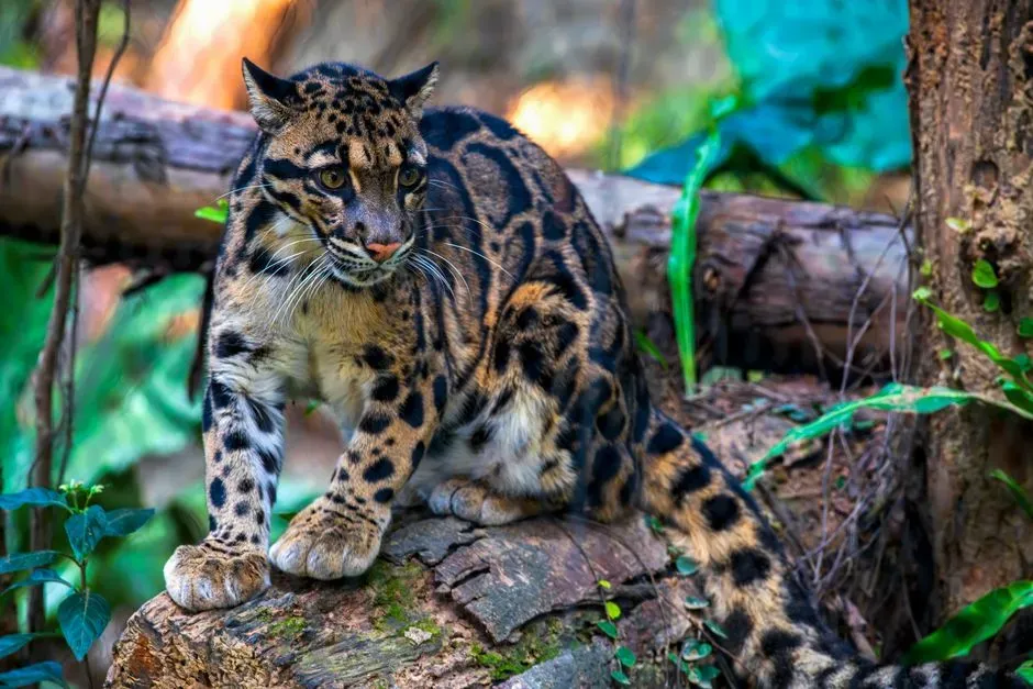 A Cat Built for the High Branches, but Not Tied to Them (Image Credits: Pexels)