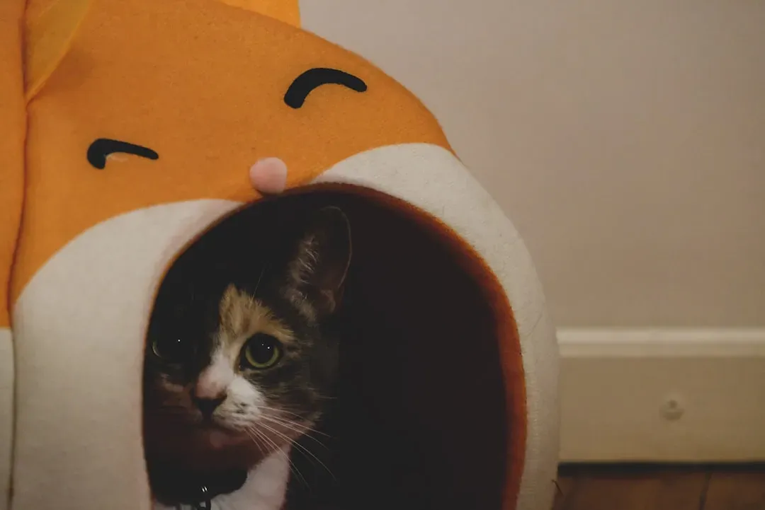 Create Cozy Hideaways for Rest and Security (Image Credits: Unsplash)