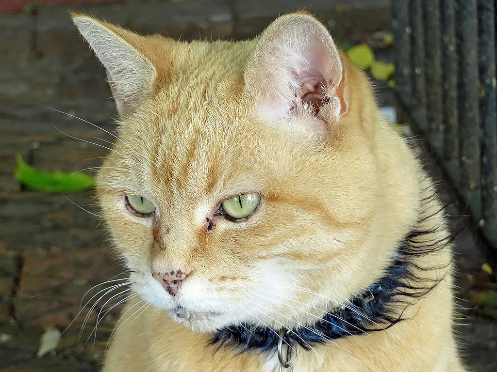 #4 - Collecting and Displaying Every Collar and Tag the Cat Has Worn (Newtown grafitti, Flickr, CC BY 2.0)