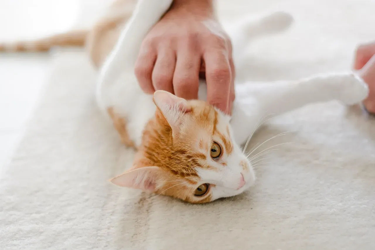You Are Actually Your Cat's Favorite "Toy" (Image Credits: Pixabay)
