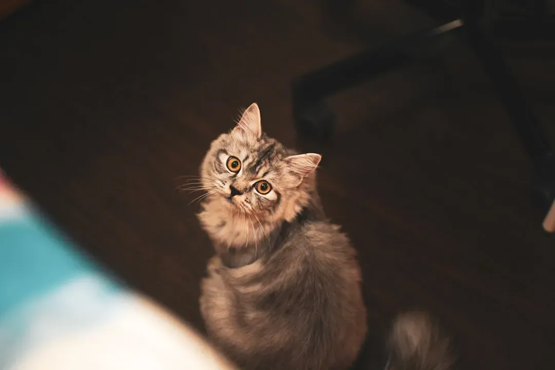 Unusual Behavior From Your Pets (Image Credits: Unsplash)