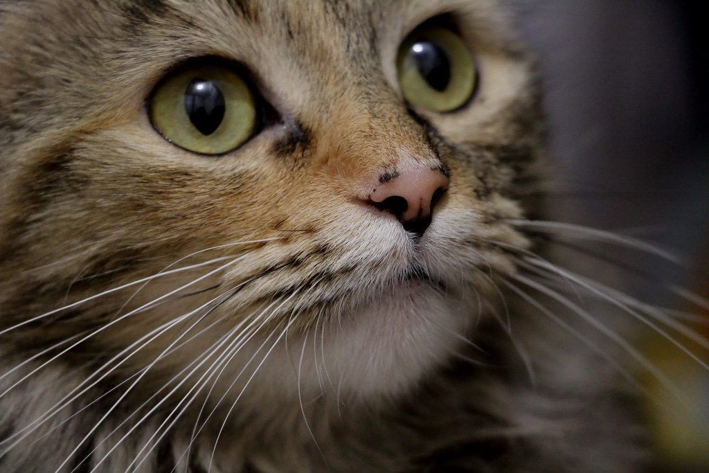 Whiskers in the Right Place Mean Everything's Right (Image Credits: Flickr)