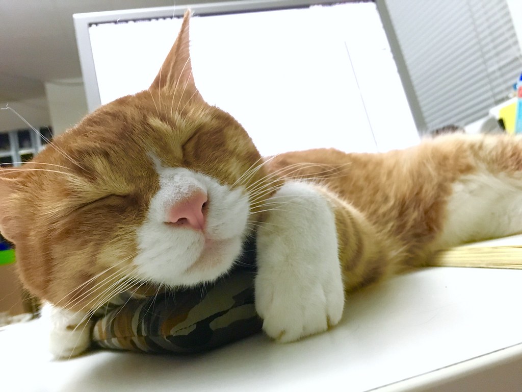 They Seek Out Your Scent for Comfort (Image Credits: Flickr)