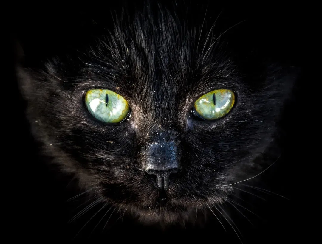 Your Cat's Eyes Are Built for a Completely Different World (Image Credits: Unsplash)