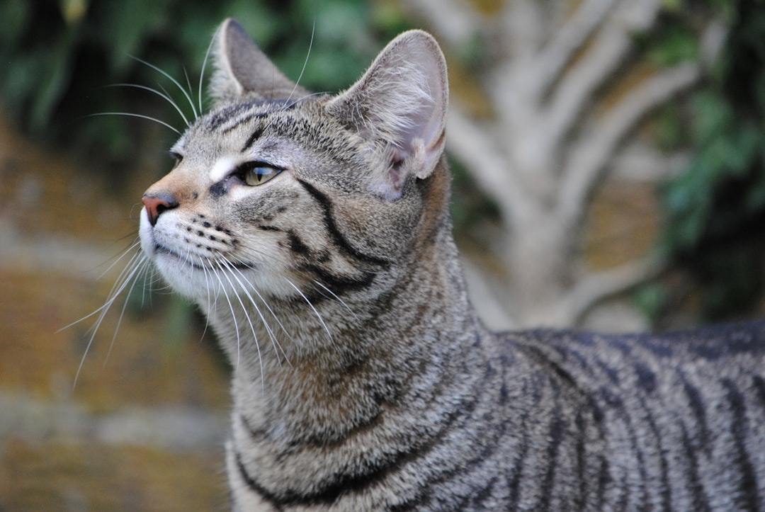 Tabby Cats: The Social Adventurers (Image Credits: Unsplash)