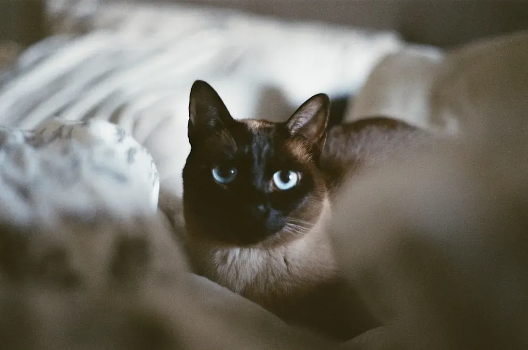 8. Tonkinese Cats: Social Butterflies with High Interaction Needs (Image Credits: Unsplash)