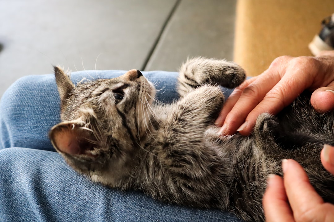 Purr-fecto Cat Lounge - Austin's Adoptable Haven (Image Credits: Unsplash)