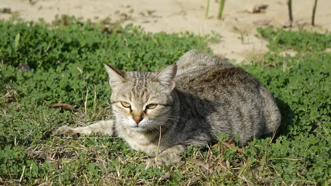 When Sleep Patterns Signal Something's Wrong (Image Credits: Unsplash)