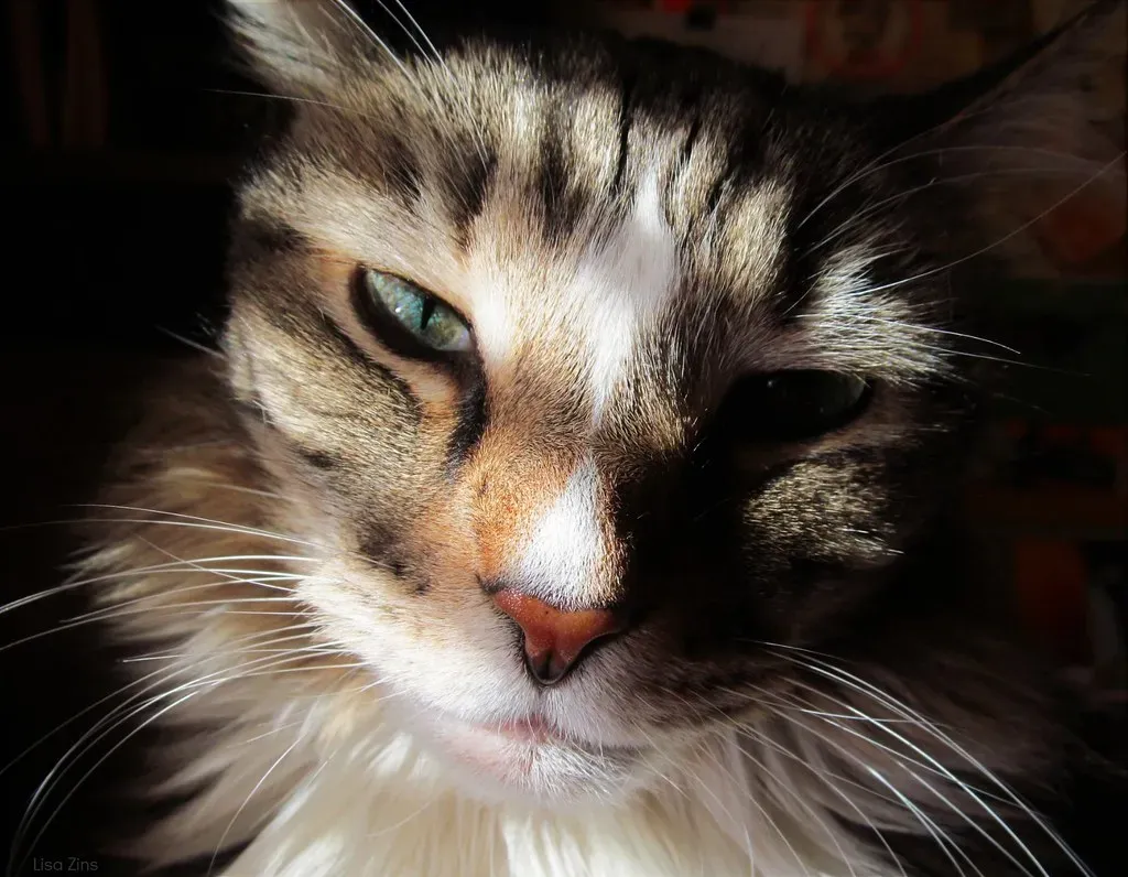 You Develop More Routine and Purpose in Daily Life (Image Credits: Flickr)