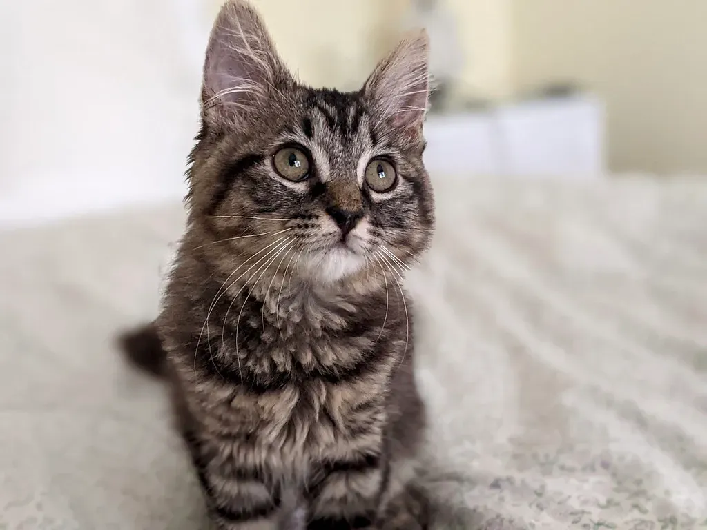 They Never Learned the Behavior (Image Credits: Flickr)