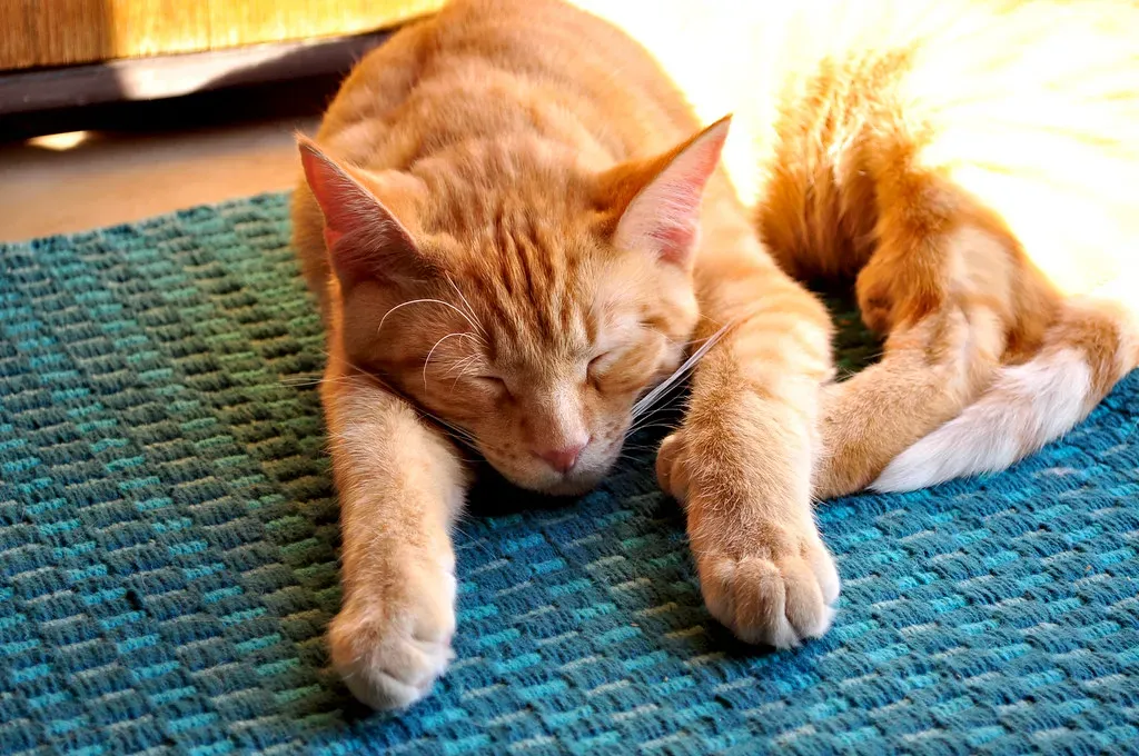 The Superman Stretch: Chillin' Like a Villain (Image Credits: Flickr)