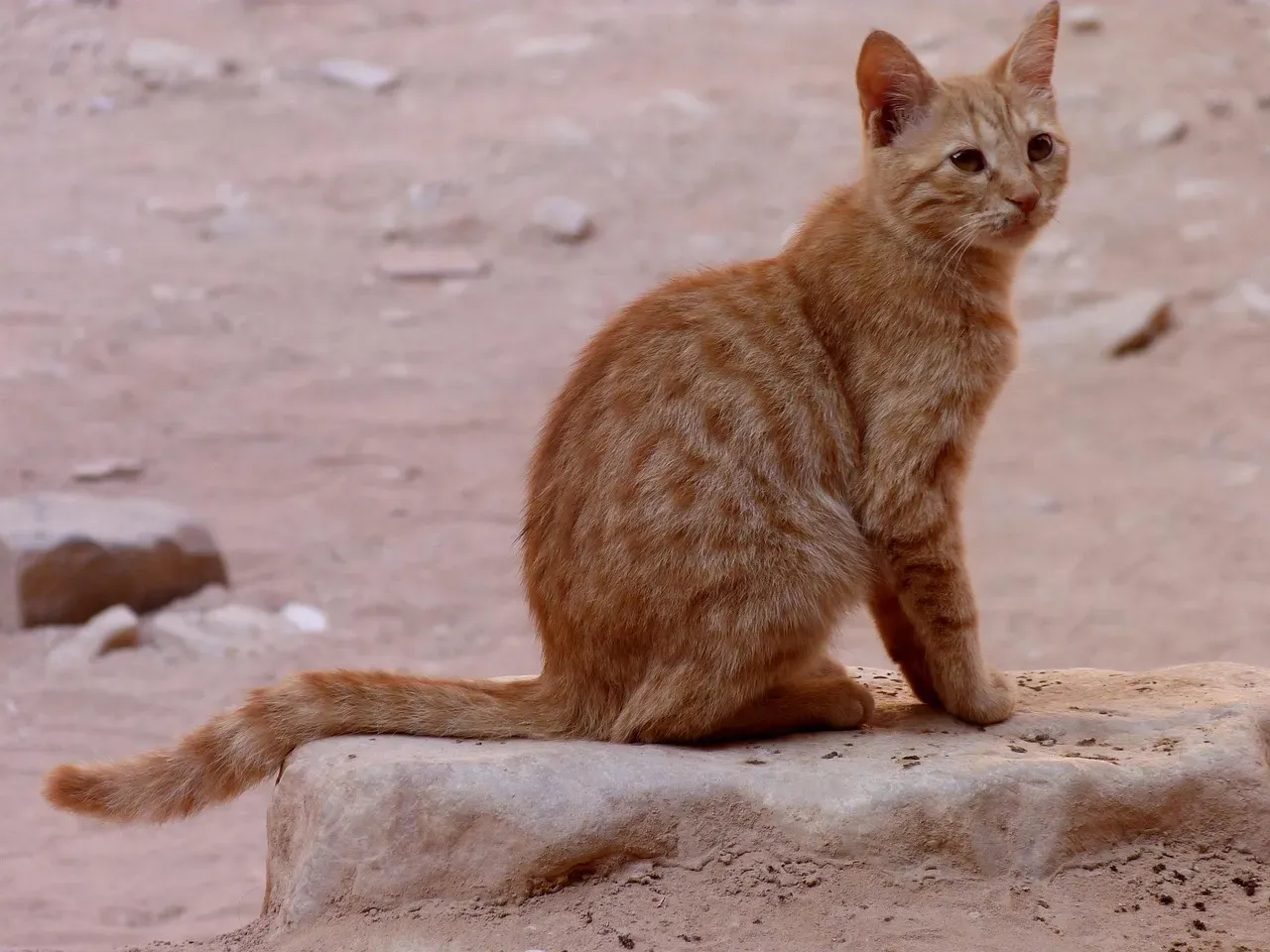 The Desert Ancestry That Shapes Every Sip (Image Credits: Pixabay)