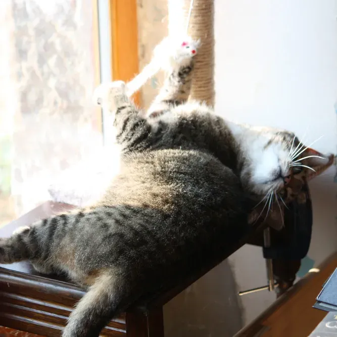 5. Create Multiple Scratching Stations (Image Credits: Flickr)