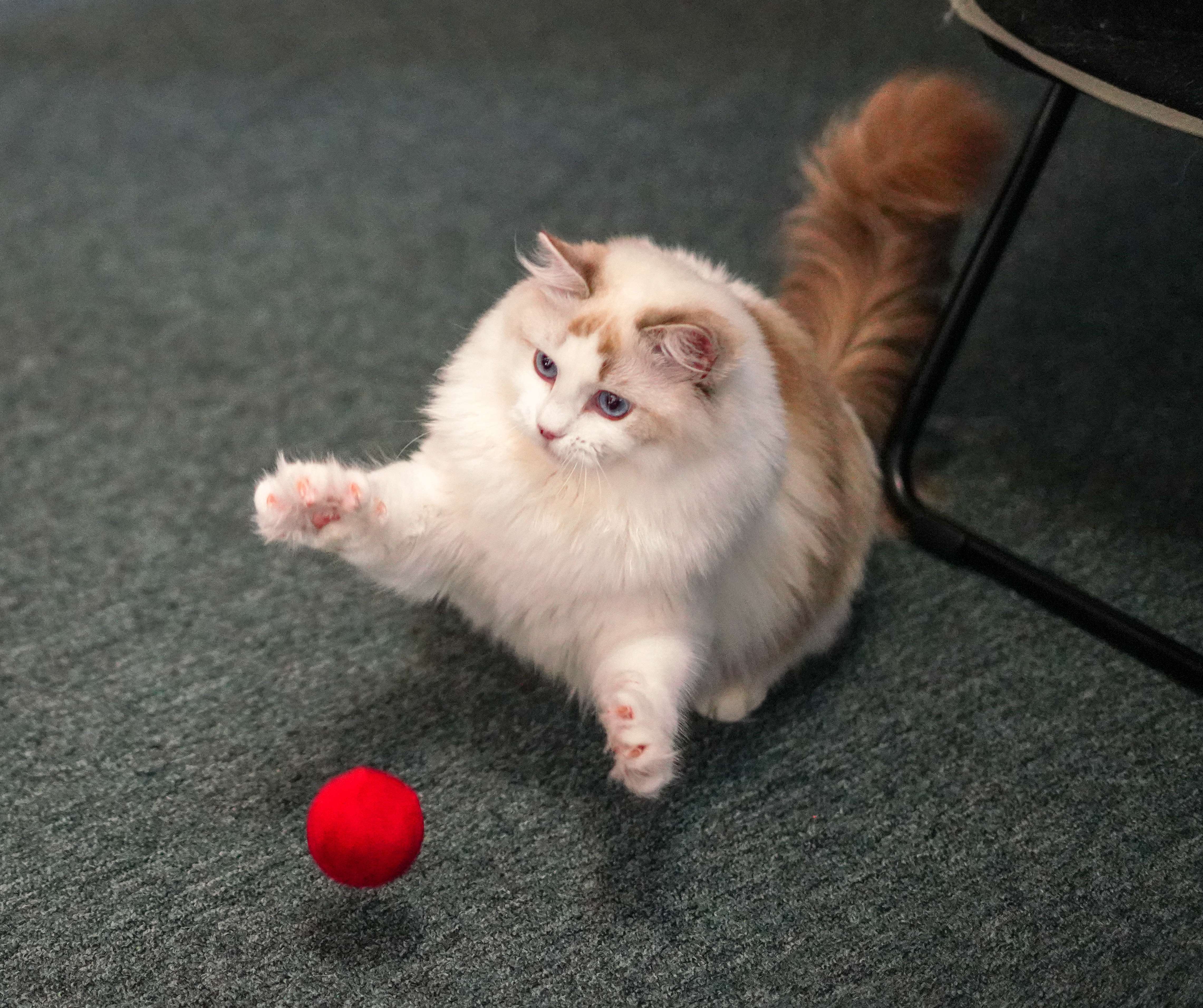 The Art of Low-Energy Playfulness (Image Credits: Wikimedia)