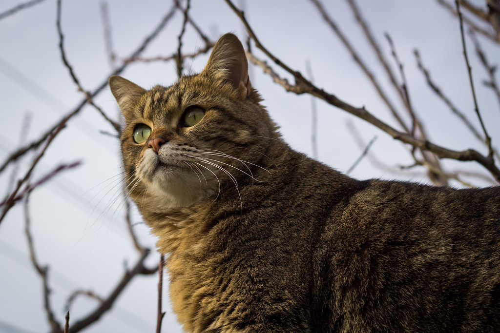 The Health Benefits Are Scientifically Proven (Image Credits: Flickr)