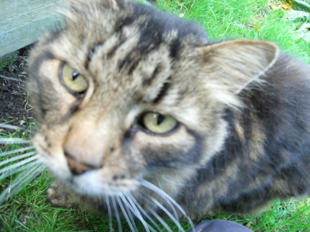 Superior Sensory Equipment: The Hardware Behind Cat Intuition (Image Credits: Flickr)