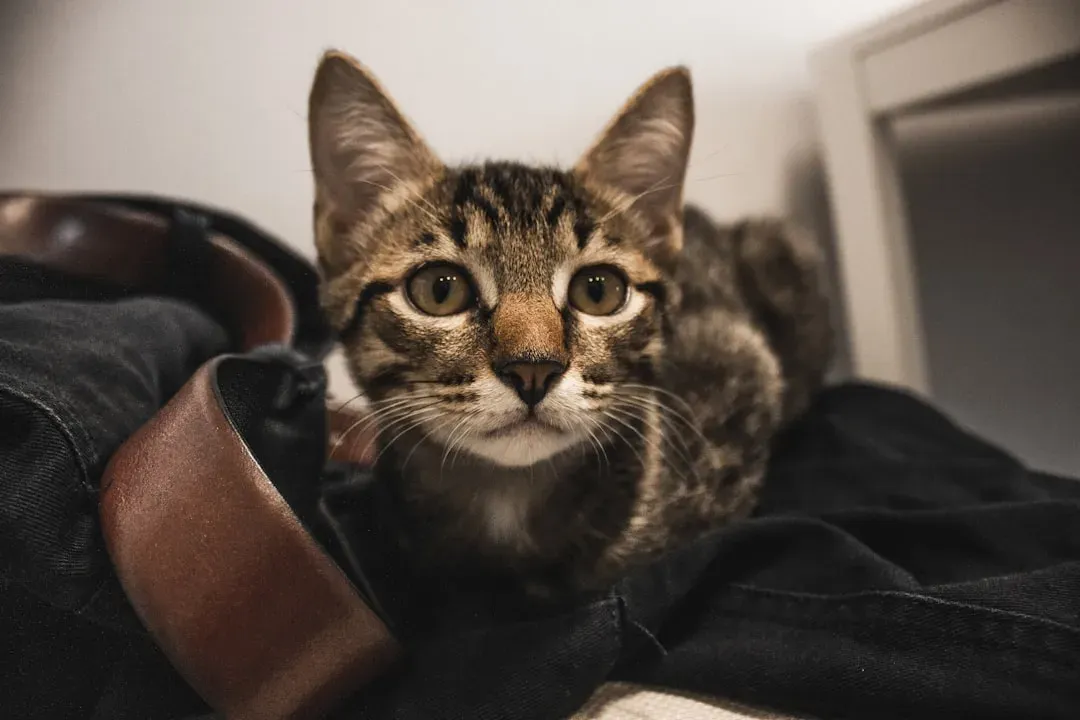 The Truth Behind Every Quirk (Image Credits: Unsplash)