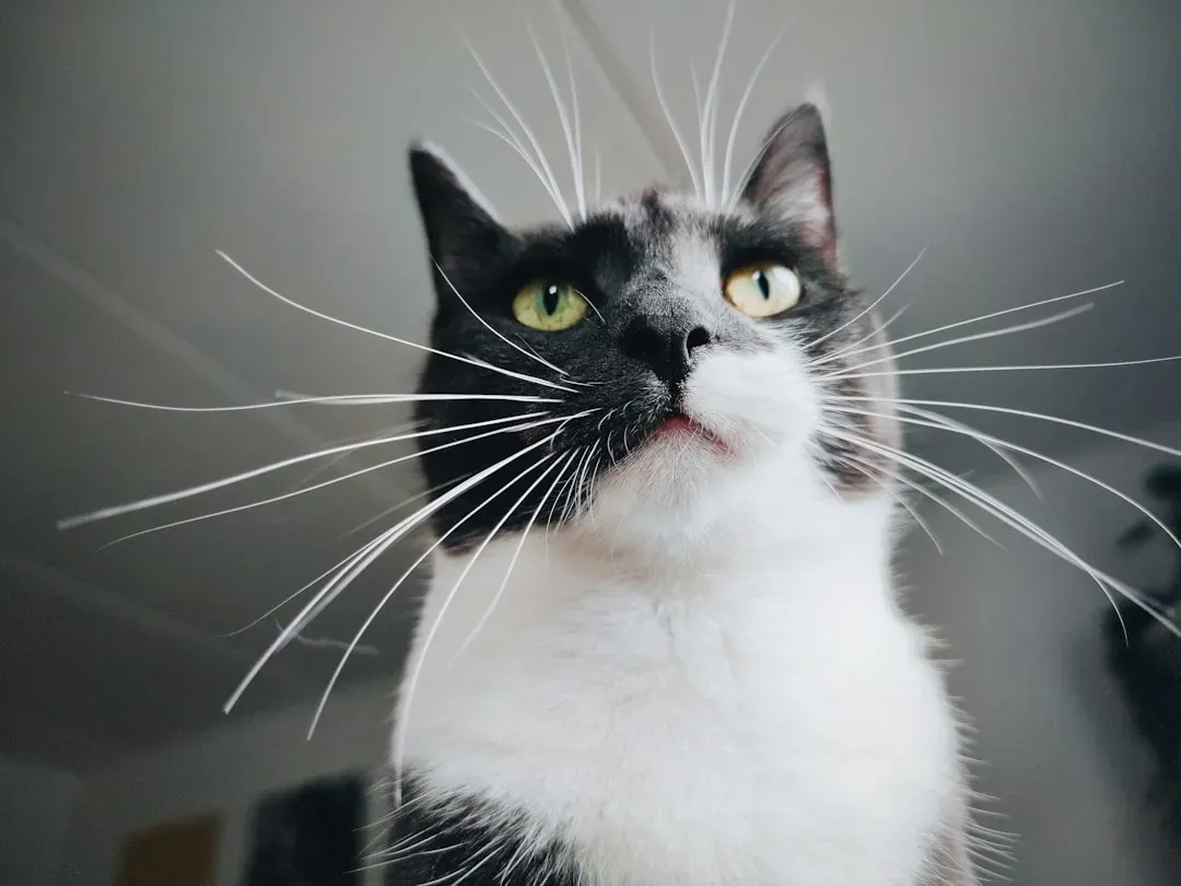 Whisker Fatigue Is a Surprisingly Serious Problem (Image Credits: Unsplash)