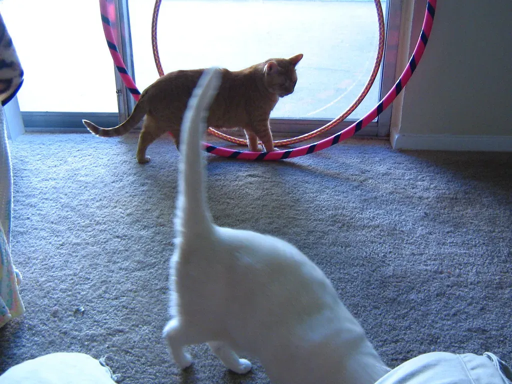 8. Jump Through a Hoop: The Showstopper Performance Trick (Little Li, Flickr, CC BY-SA 2.0)