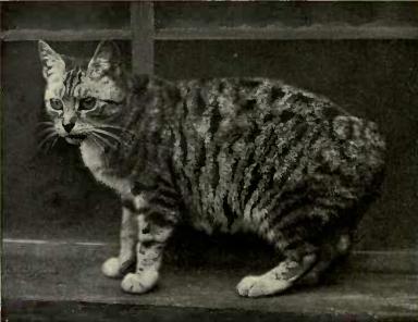 Manx: The Tailless Wonder (Image Credits: Wikimedia)