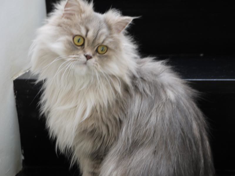 Persian (Image Credits: Flickr)