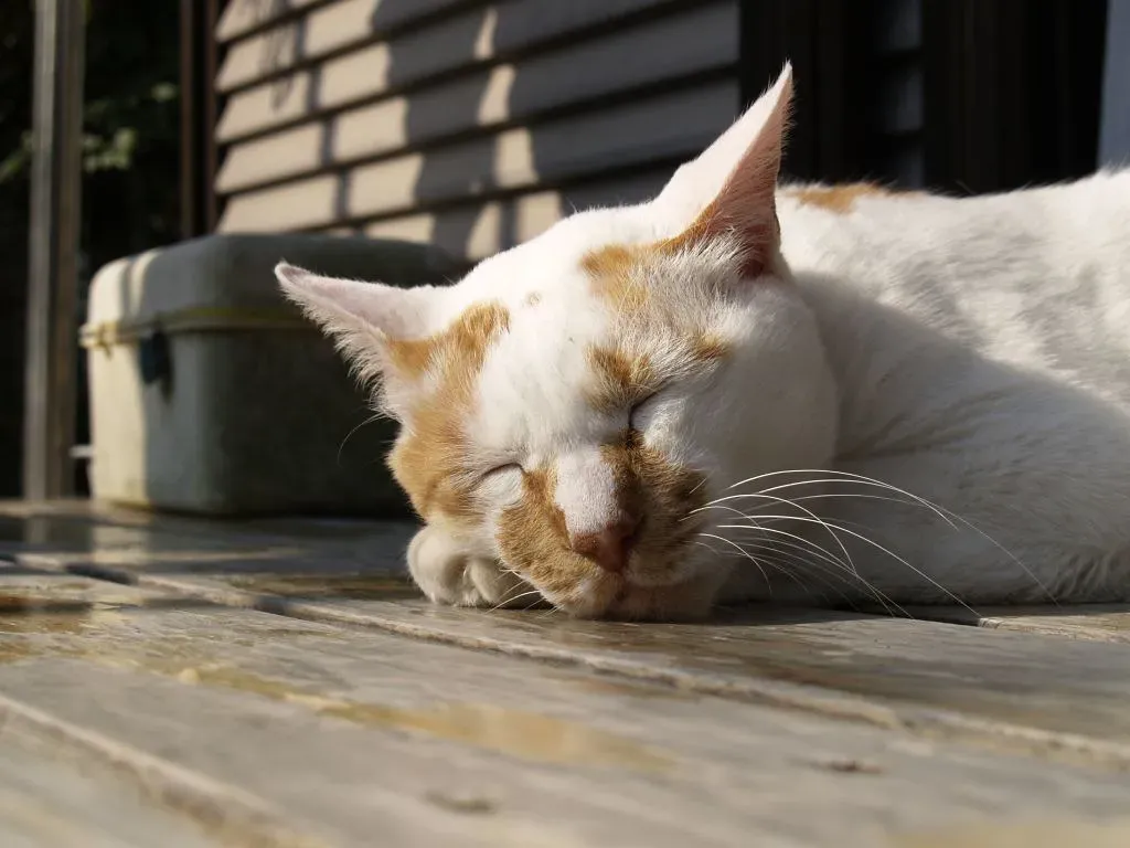 The Survival Instinct That Never Went Away (hatch.m, Flickr, CC BY-SA 2.0)