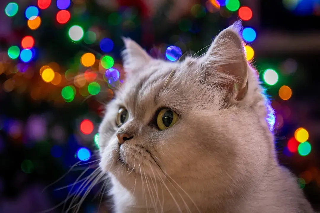 Can Your Cat See in Total Darkness? The Honest Answer (Image Credits: Unsplash)