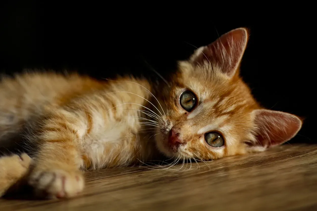 The Healing Power Hidden in Your Cat's Purr (Image Credits: Pixabay)
