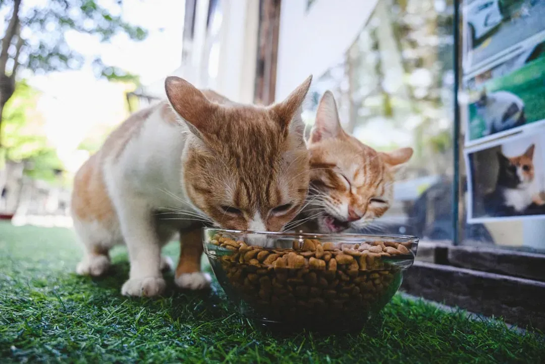 8. Mealtime Triggers Aggression Toward Other Pets (Image Credits: Unsplash)