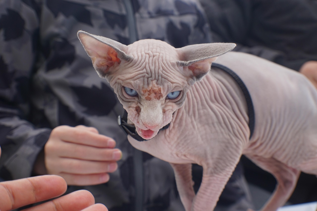 Sphynx (Image Credits: Pixabay)