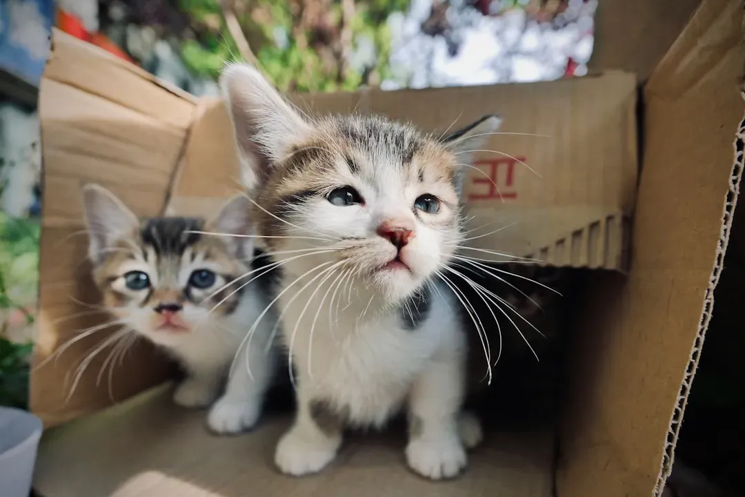 Conclusion: Choosing Your Battles (And Your Litter Boxes) (Image Credits: Unsplash)