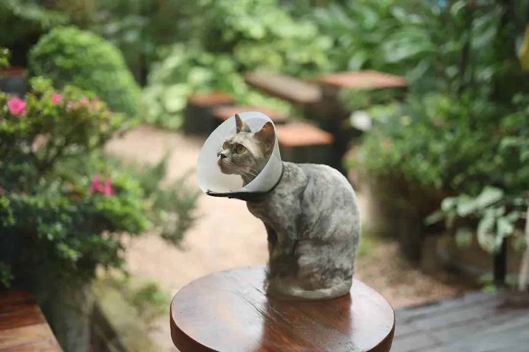 Why Vets Keep Seeing the Same Problems (Image Credits: Unsplash)