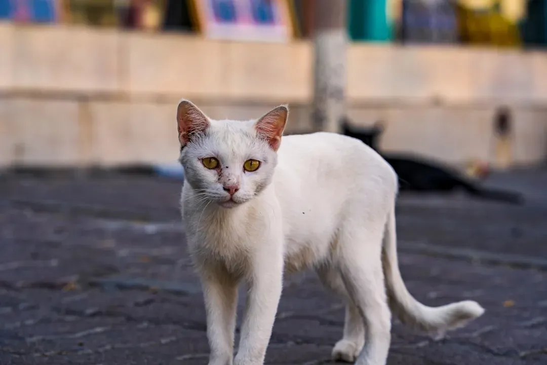 The Warning Signs Your Cat Is Struggling With Solitude (Image Credits: Unsplash)