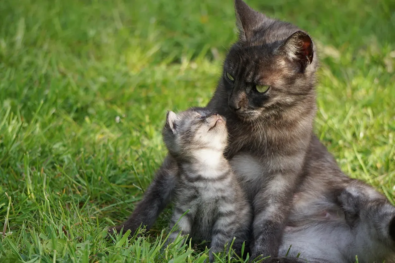 When Mama Cat Calls the Shots (Image Credits: Pixabay)