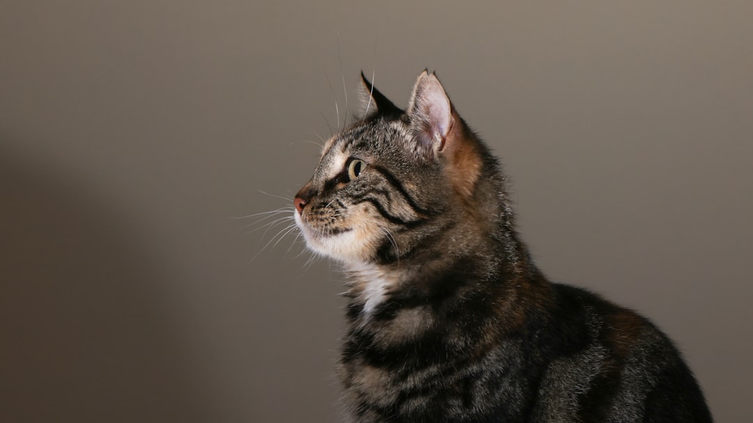 Owner Observations: Real Cats, Real Changes (Image Credits: Unsplash)