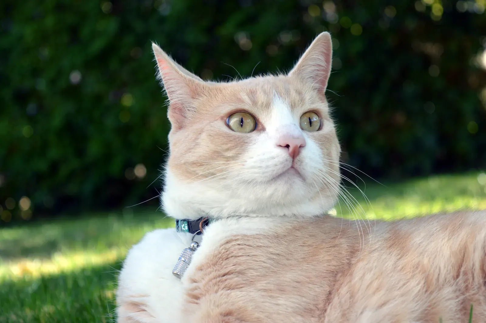 They Pick Up on Earthquakes and Natural Disasters Before They Strike (Image Credits: Wikimedia)