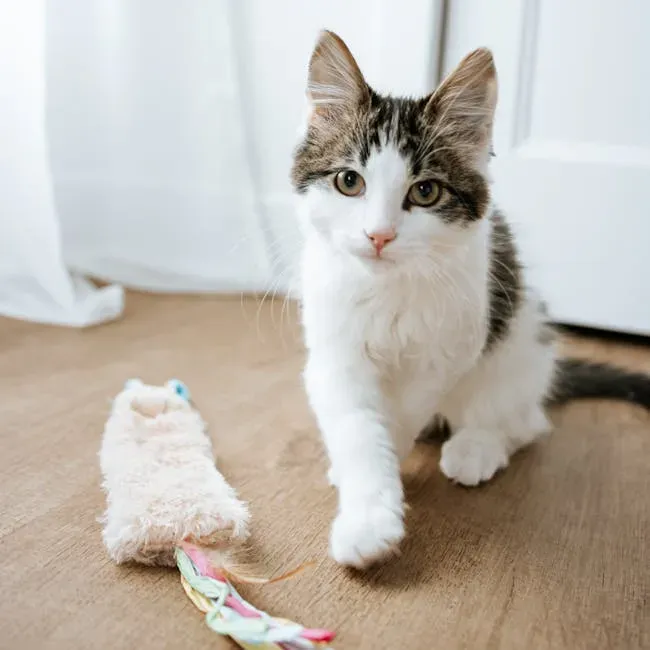 Old Socks: A Surprisingly Satisfying Kicking Toy (Image Credits: Pexels)