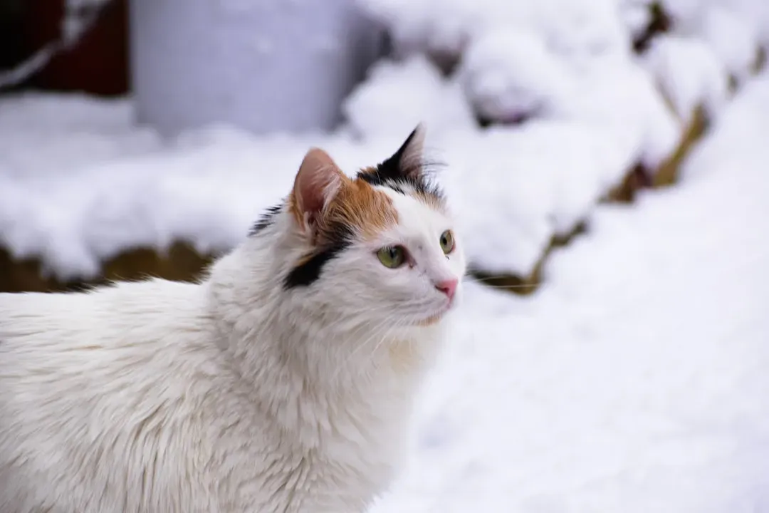 Turkish Van: The Adaptable Mountain Cat (Image Credits: Unsplash)