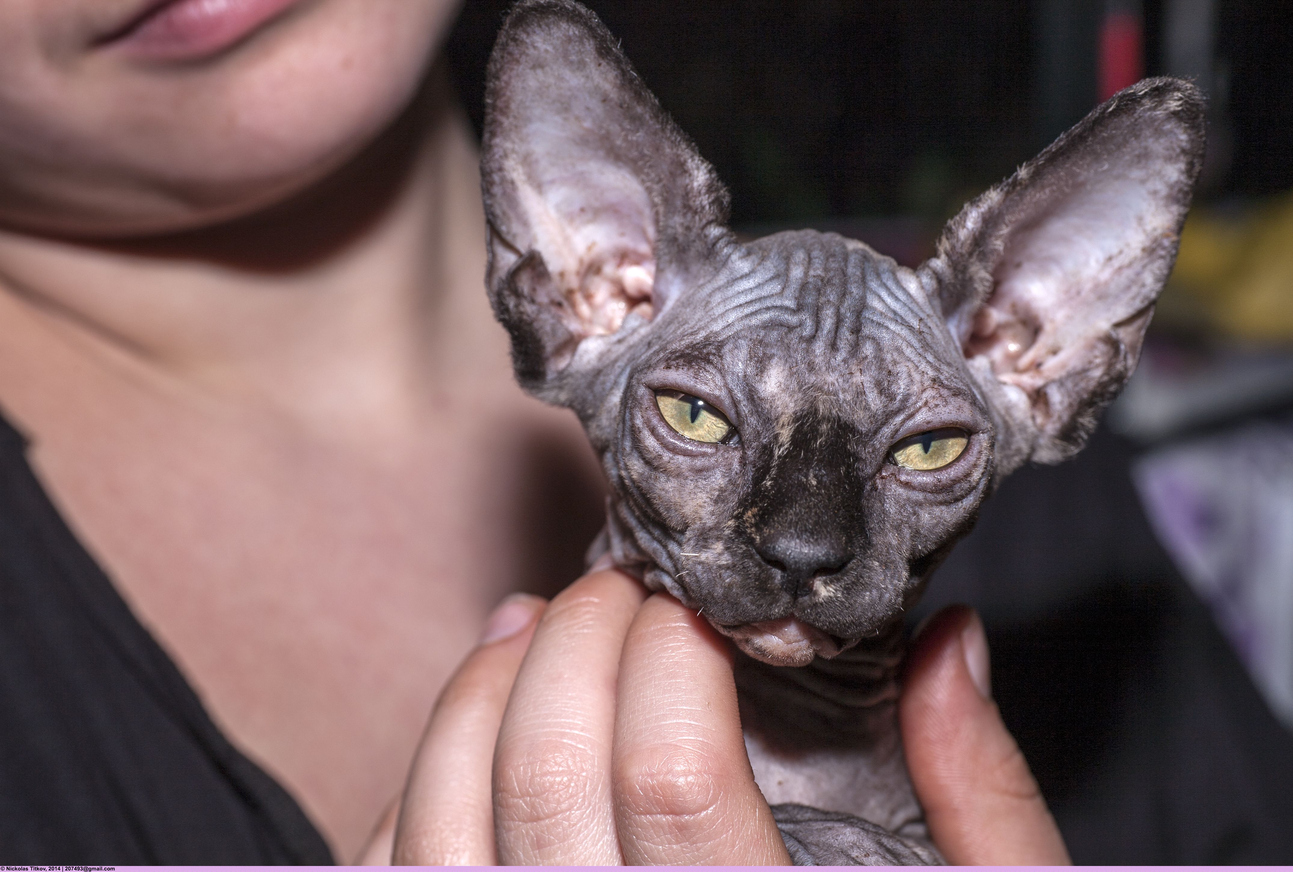 They Form Intense, Almost Dog-Like Attachments to Their Humans (Image Credits: Wikimedia)