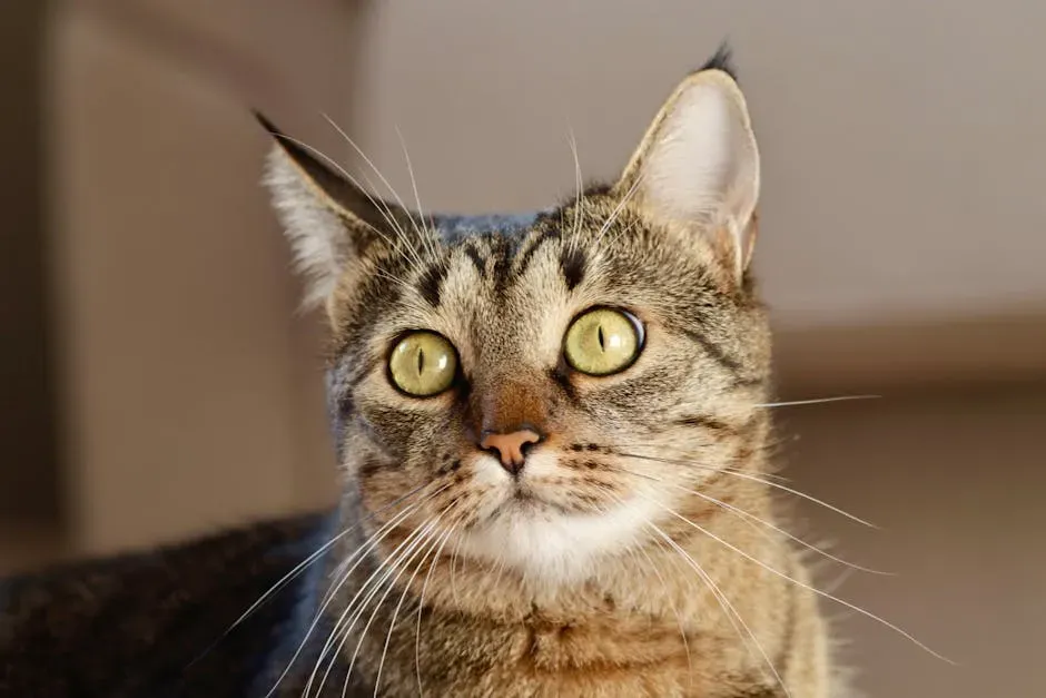 7. Your Cat Listens Closely to Background Noise (Image Credits: Pexels)