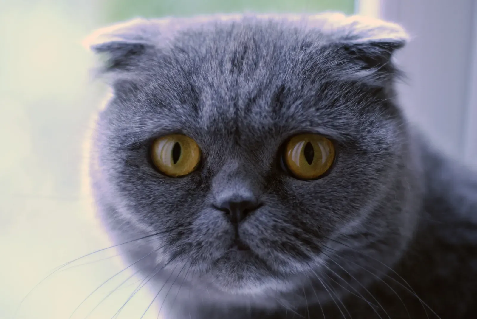 Scottish Fold: The Sweet Companion (Image Credits: Wikimedia)