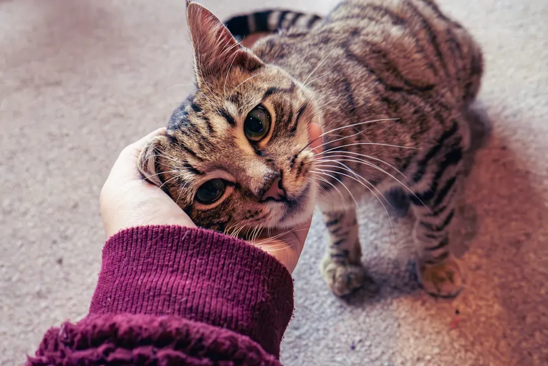 The Golden Zones: Where Cats Actually Love Being Touched (Image Credits: Unsplash)