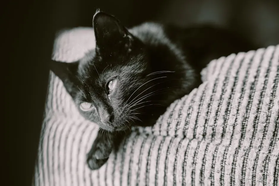 Myth 9: Black Cats Were Universally Feared at Sea (Image Credits: Pexels)