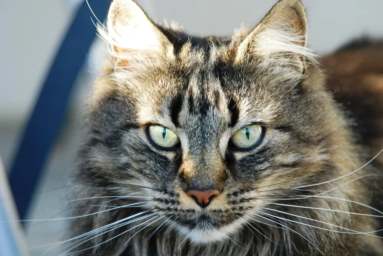 #12 - A Sudden Change in Purring Is a Red Flag Vets Take Seriously (Image Credits: Pixabay)