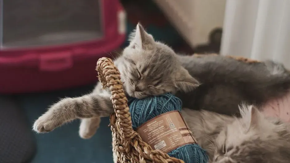#1 String, yarn, and thread (Image Credits: Pexels)