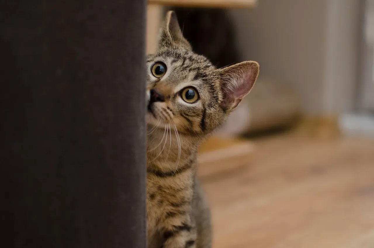 2. Let Your Cat Set the Pace - Always (Image Credits: Pixabay)