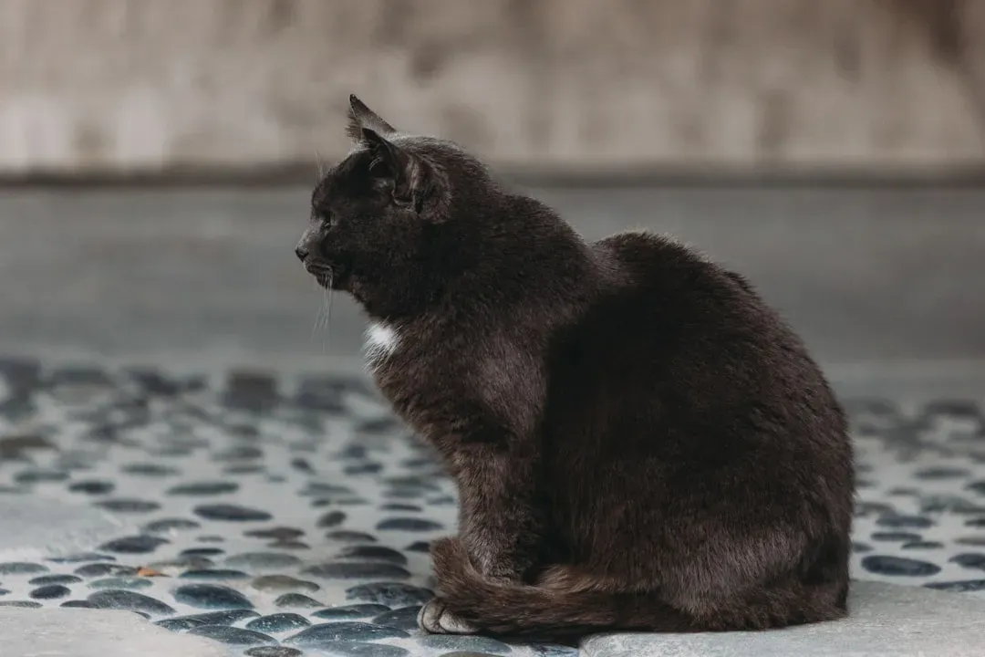 They're Not Ignoring You, They're Just Focused (Image Credits: Unsplash)